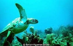 Green Turtle in Akumal, Mexico by Baruch Figueroa-Zavala 